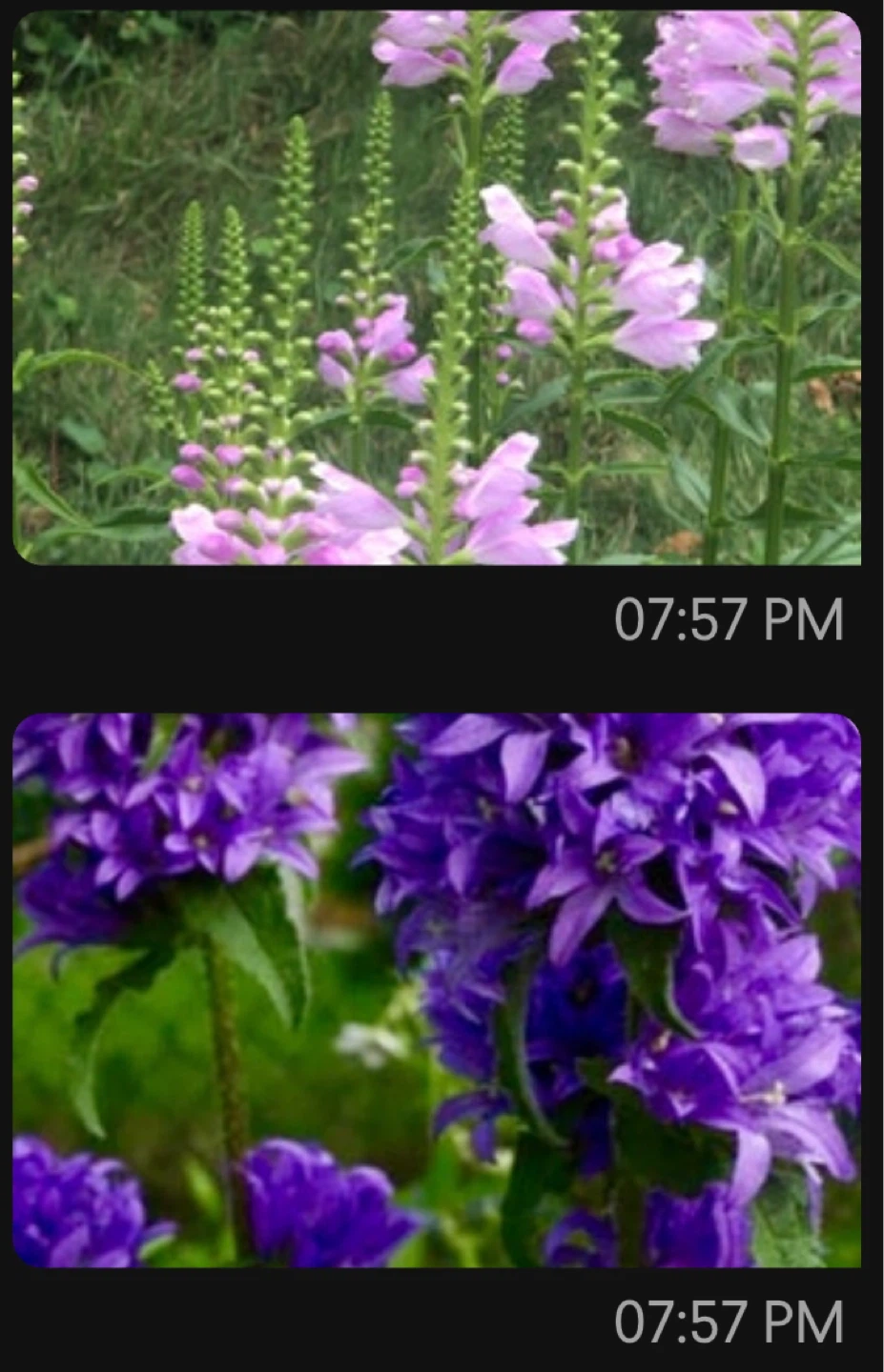 Perennials plants, purple and pink colour