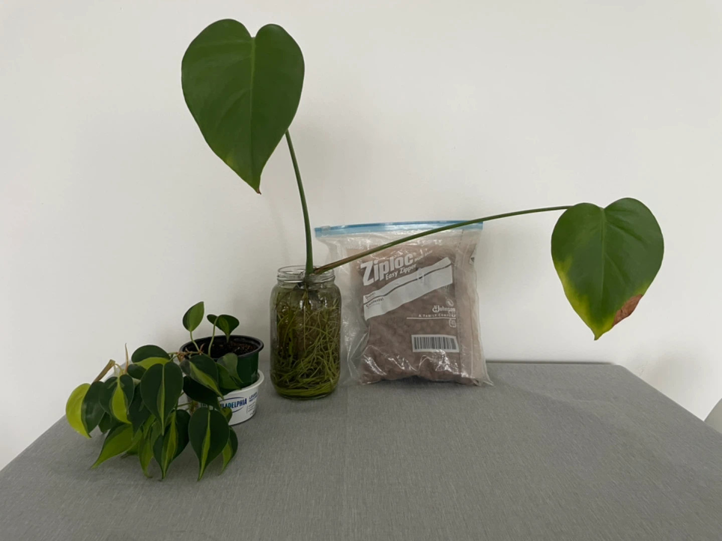 Monstera, oxycardium plant, and Ikea clay pebbles
