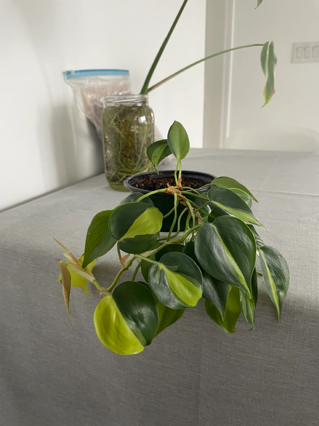 Monstera, oxycardium plant, and Ikea clay pebbles - photo 2