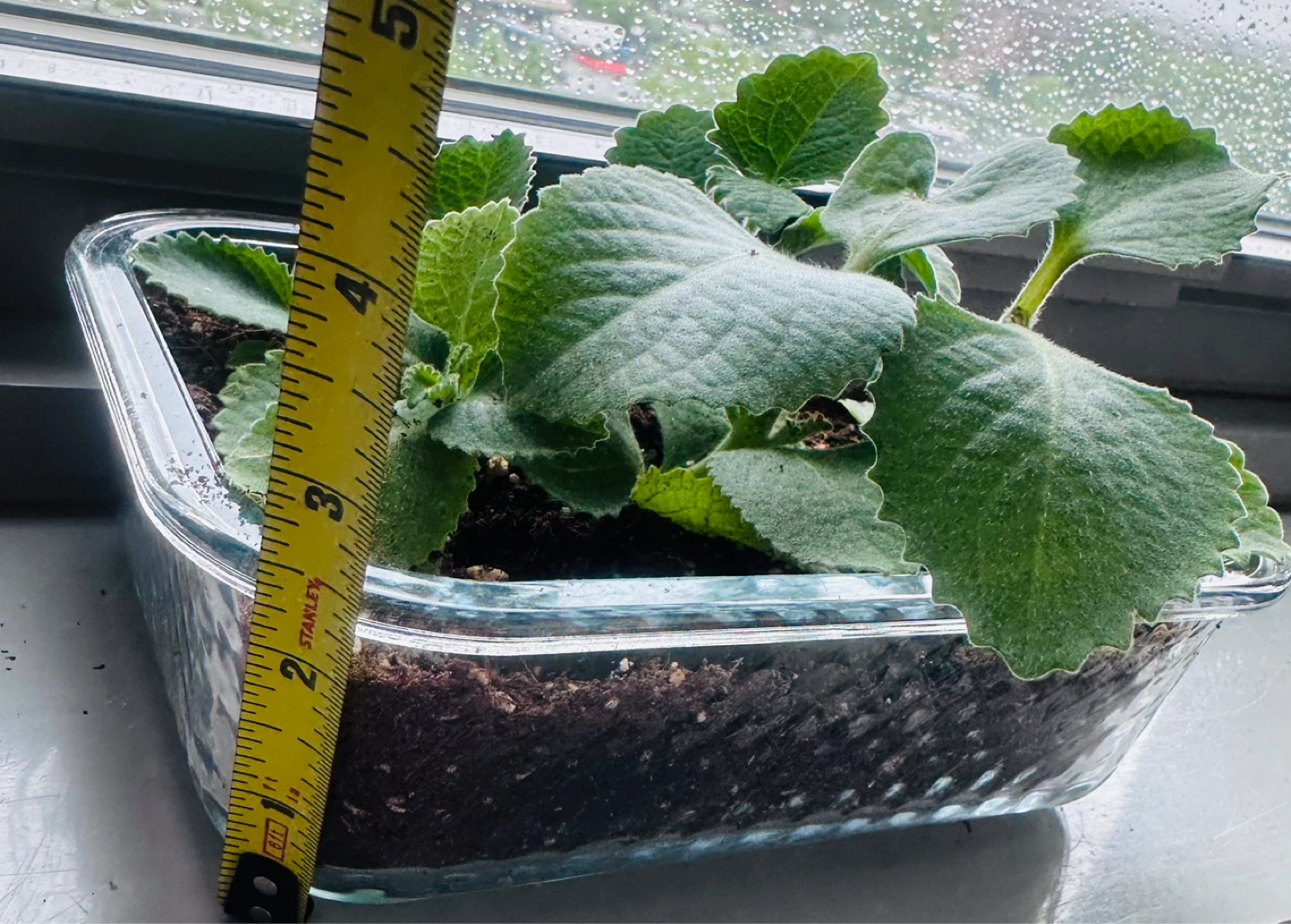 Plectranthus Amboinicus (Cuban Oregano) Plant in Glass Container - photo 3