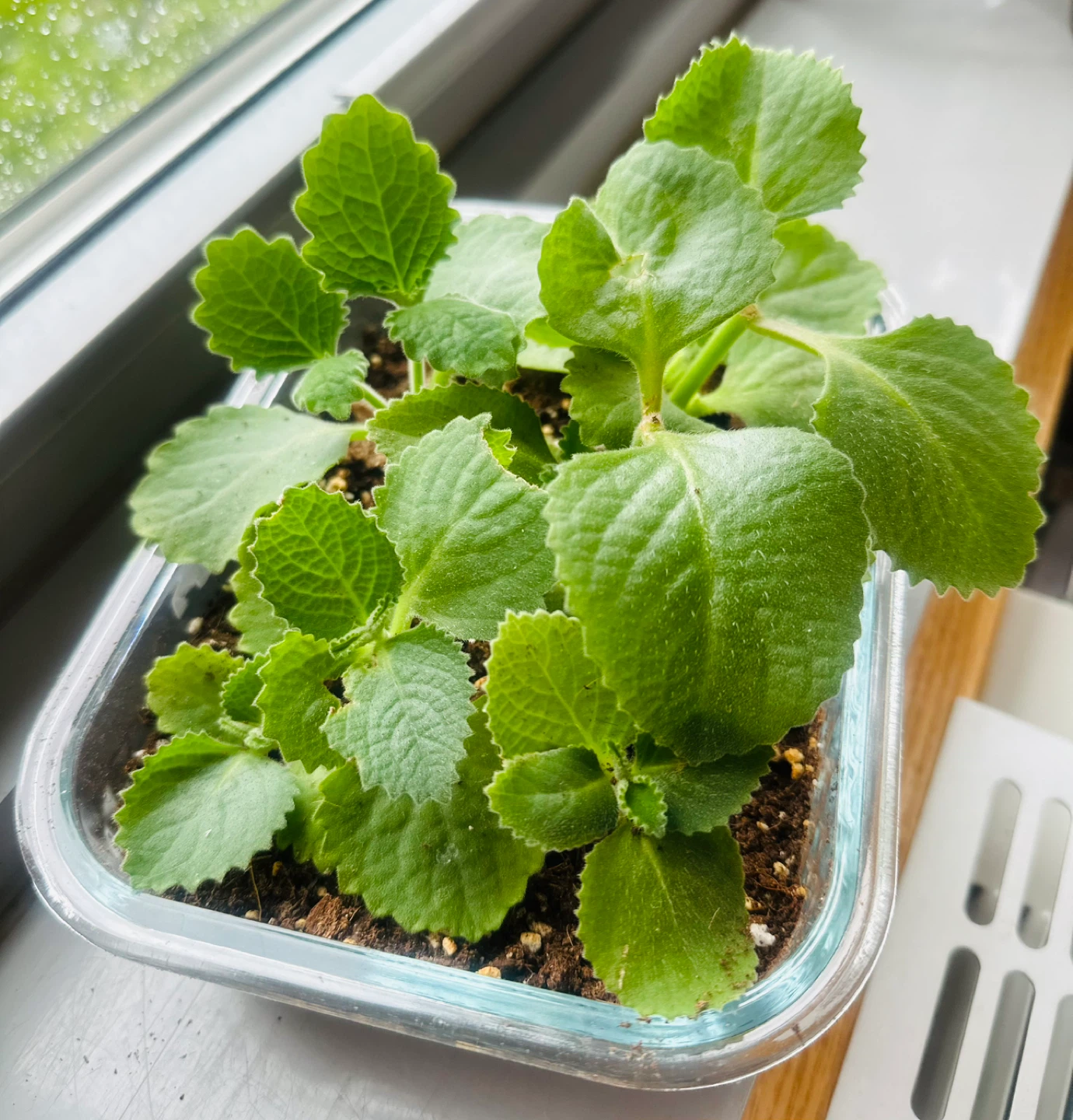 Plectranthus Amboinicus (Cuban Oregano) Plant in Glass Container