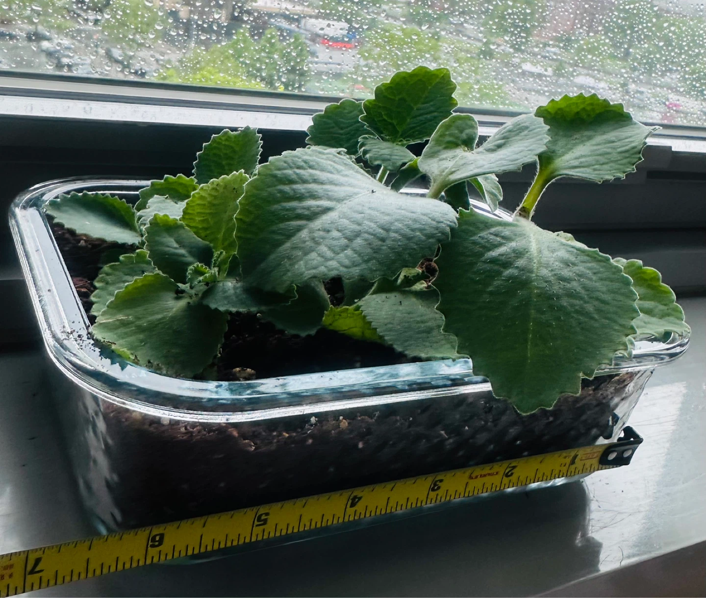 Plectranthus Amboinicus (Cuban Oregano) Plant in Glass Container - photo 2