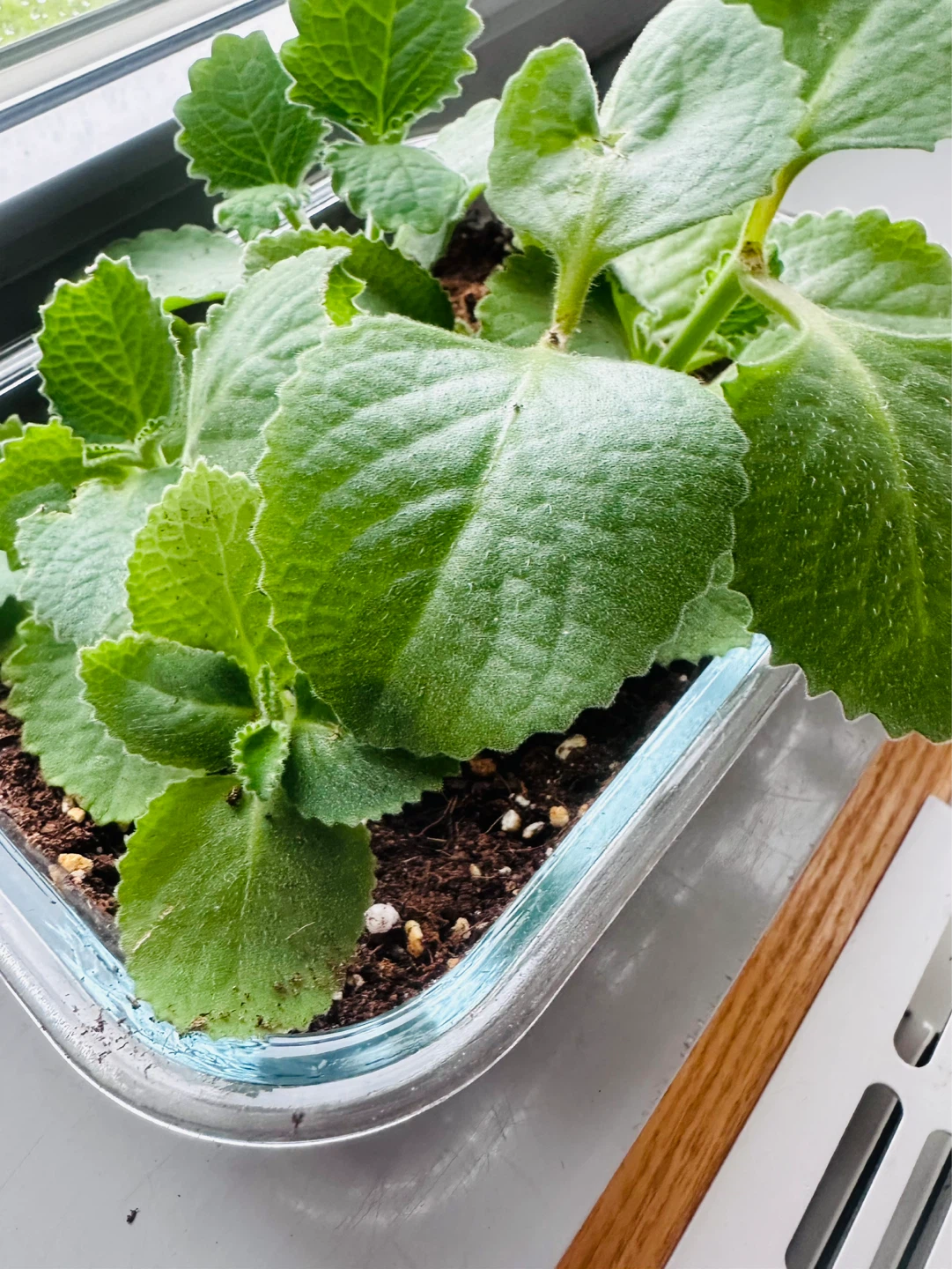 Plectranthus Amboinicus (Cuban Oregano) Plant in Glass Container - photo 4