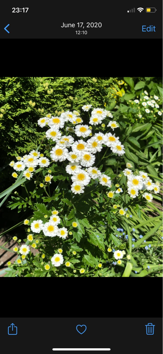Any 2 Perennials plants $5 - photo 5
