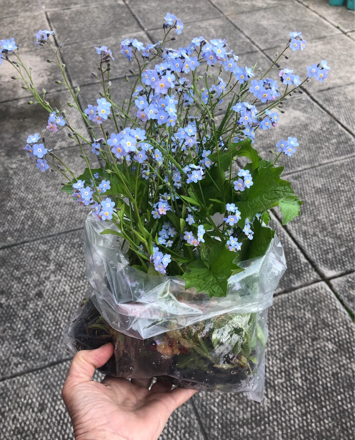 Any 2 Perennials plants $5 - photo 2