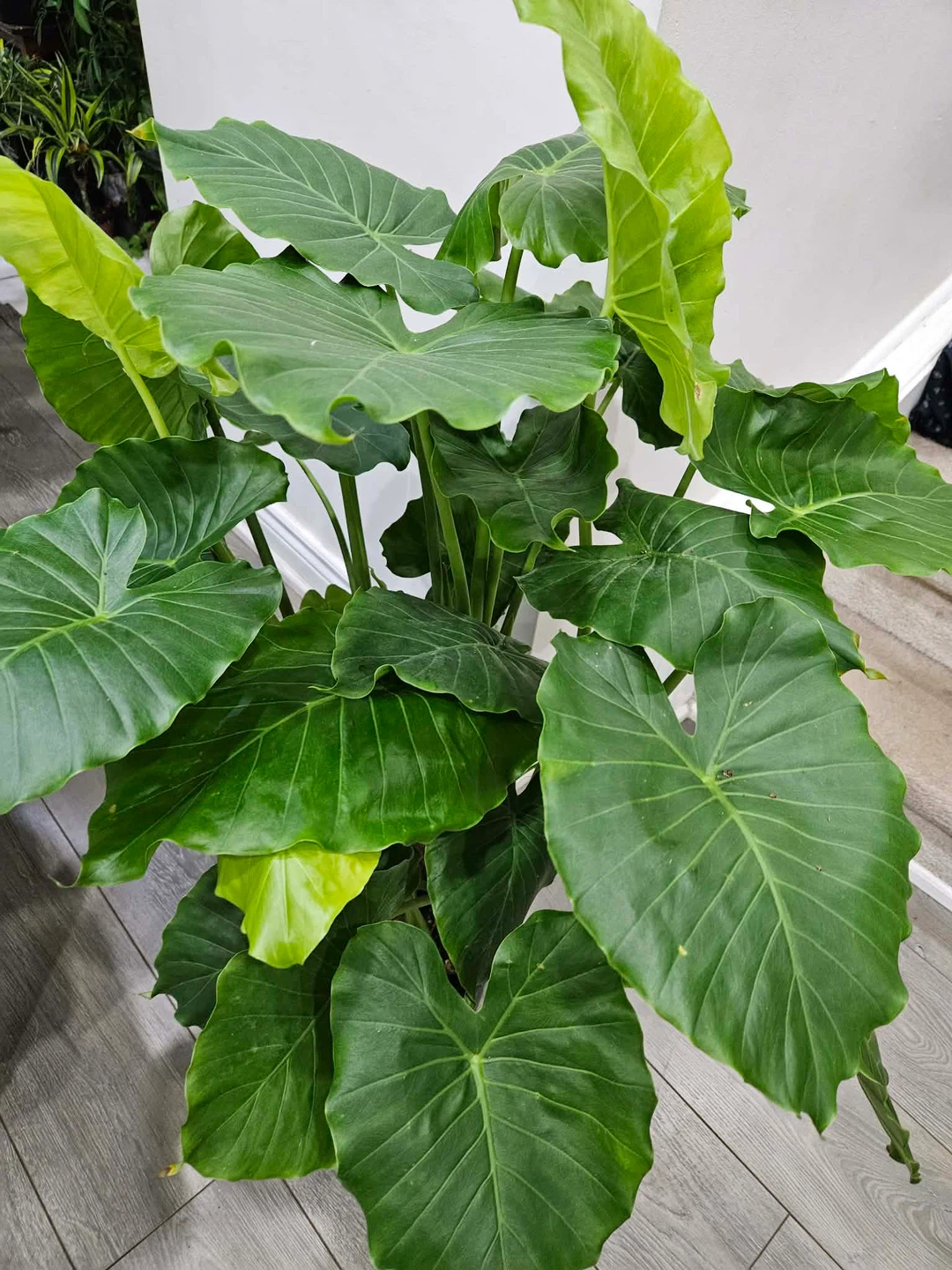 Large Alocasia Elephant Ear Plant