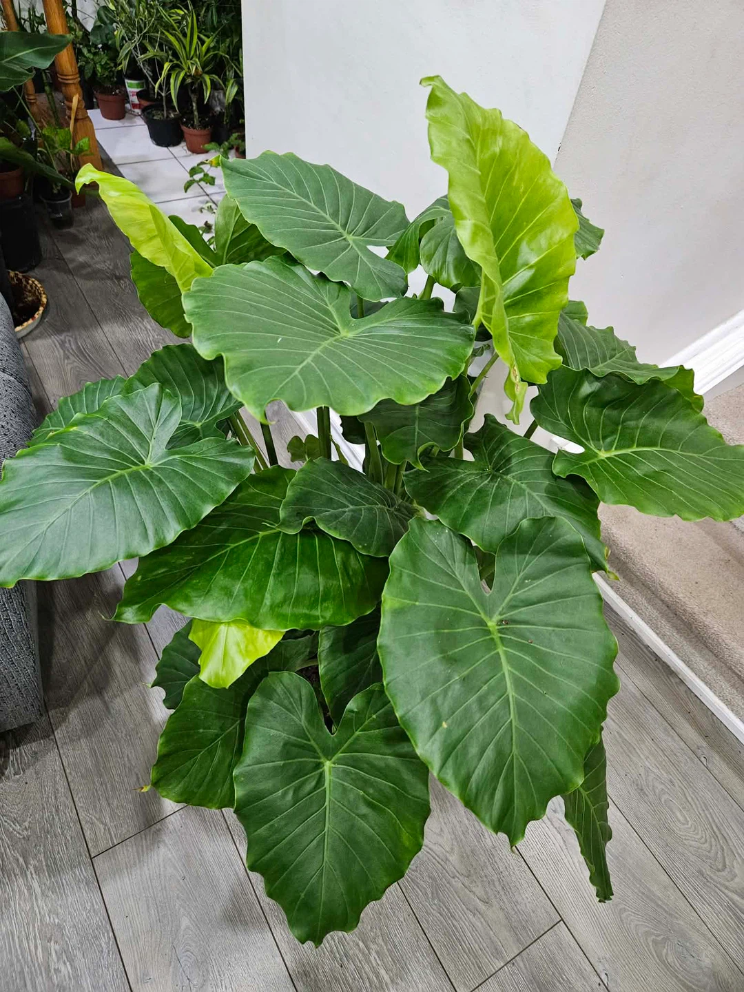 Large Alocasia Elephant Ear Plant - photo 2