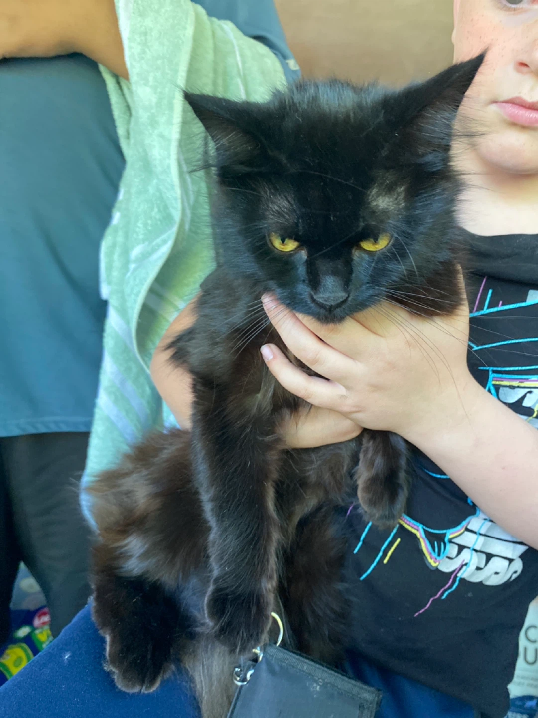 Black Long-Haired hemalayan Cat