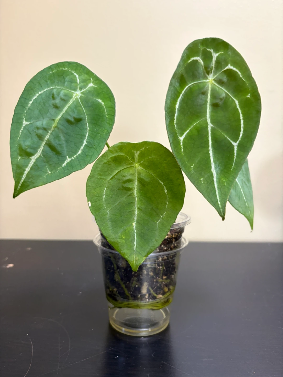 Anthurium Bundle (4 plants) - photo 2