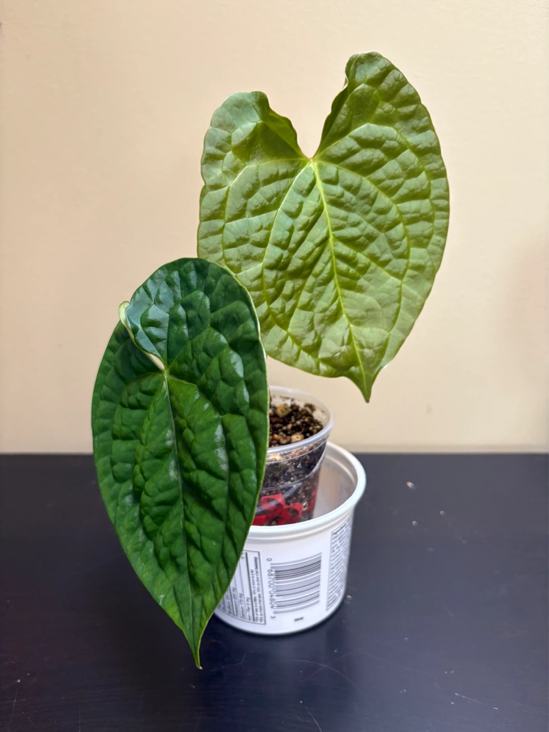 Anthurium Bundle (4 plants) - photo 3