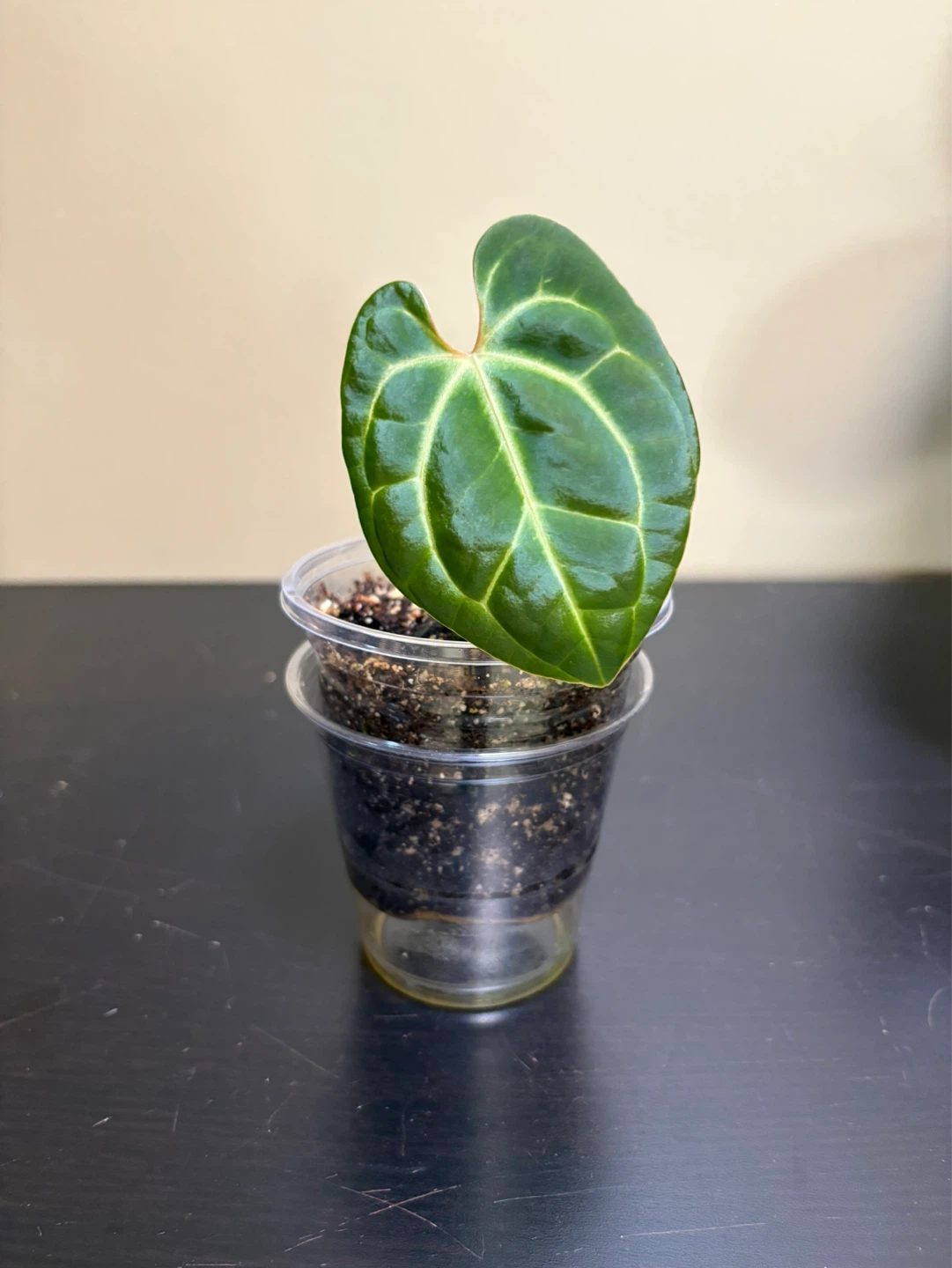 Anthurium Bundle (4 plants) - photo 5