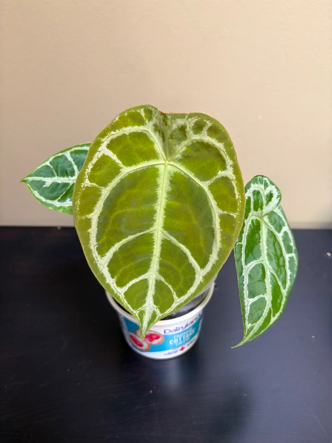 Anthurium Bundle (4 plants) - photo 4