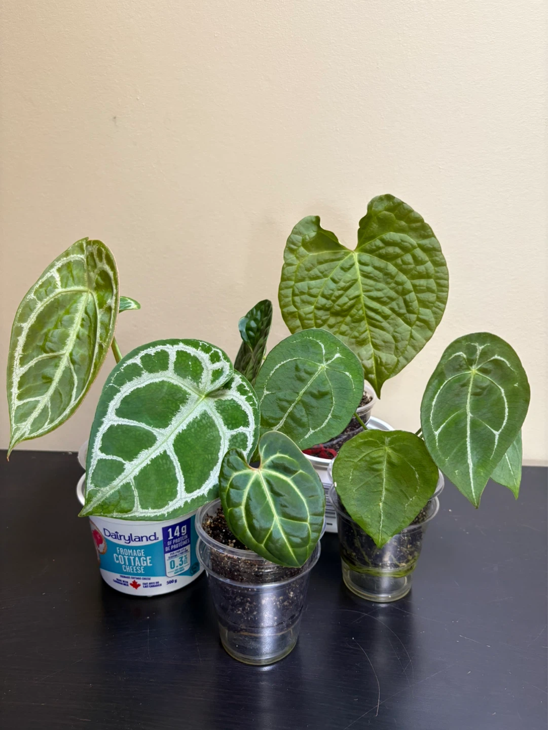 Anthurium Bundle (4 plants)