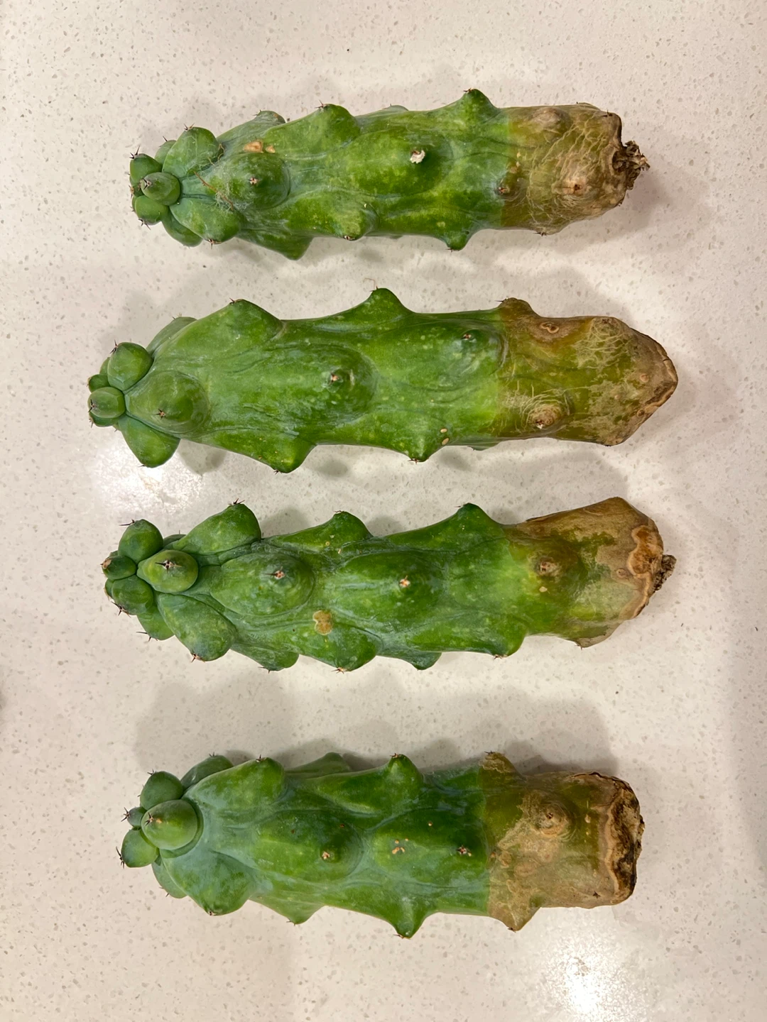 Assorted Cactus Cuttings and Small Cacti - photo 2