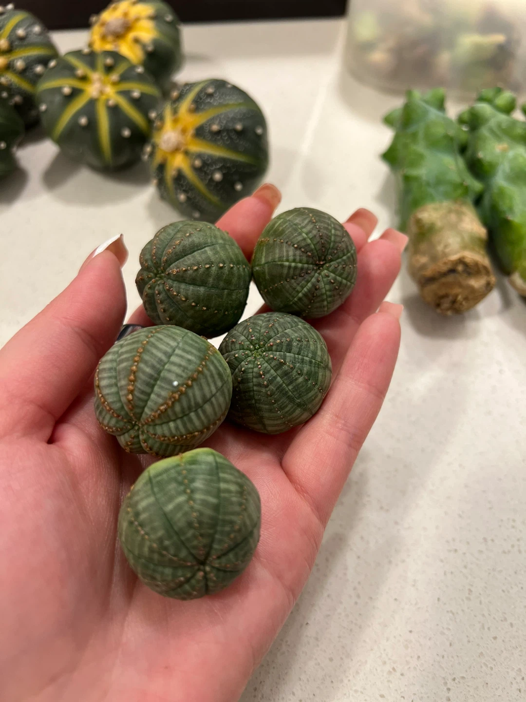 Assorted Cactus Cuttings and Small Cacti