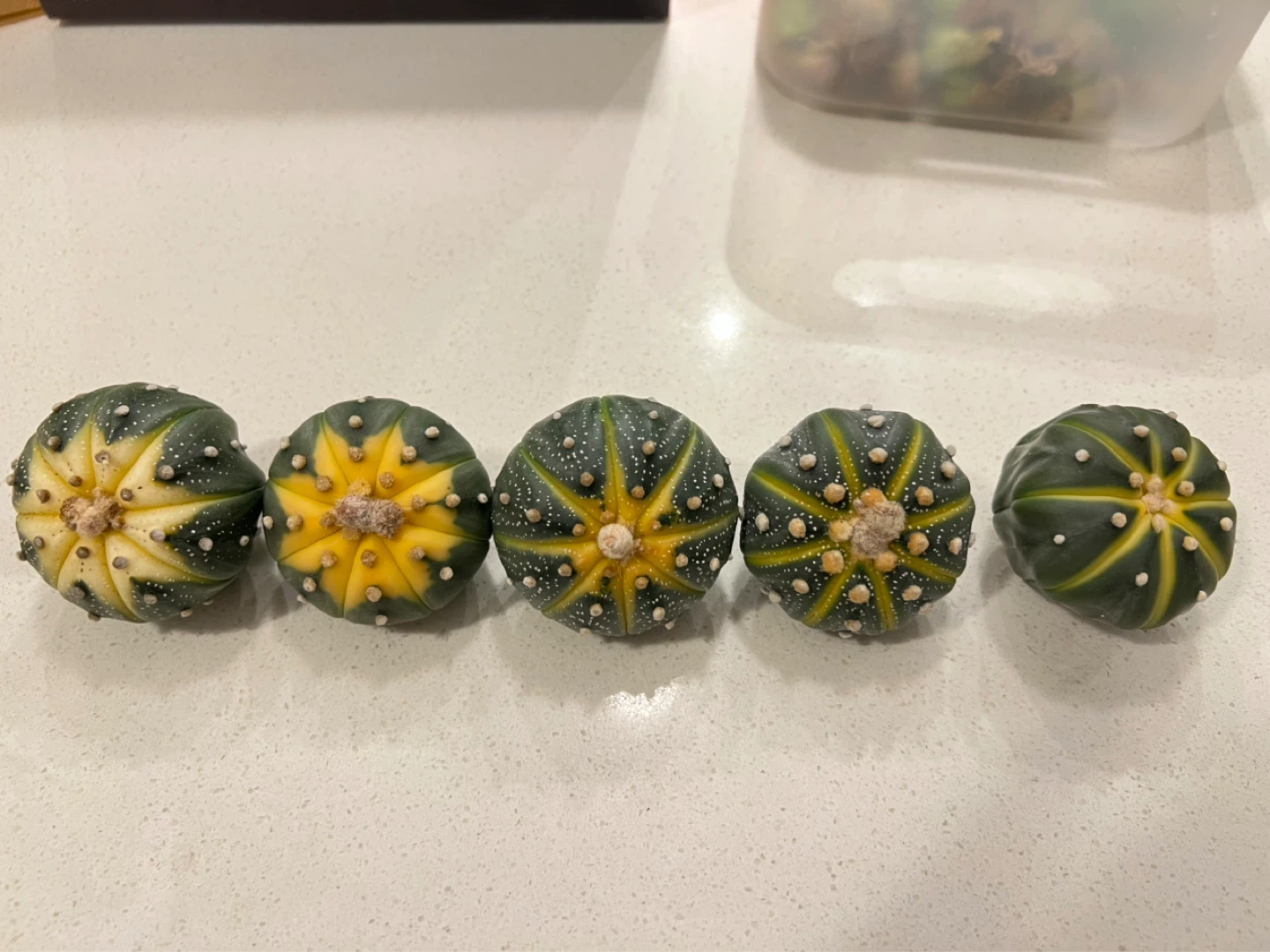 Assorted Cactus Cuttings and Small Cacti - photo 3