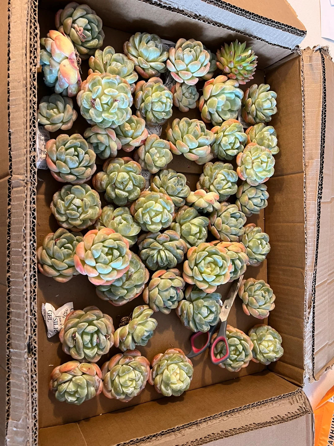 Succulent Plants - Ice green