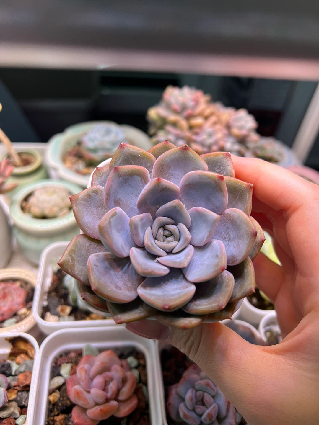 Echeveria succulent plant
