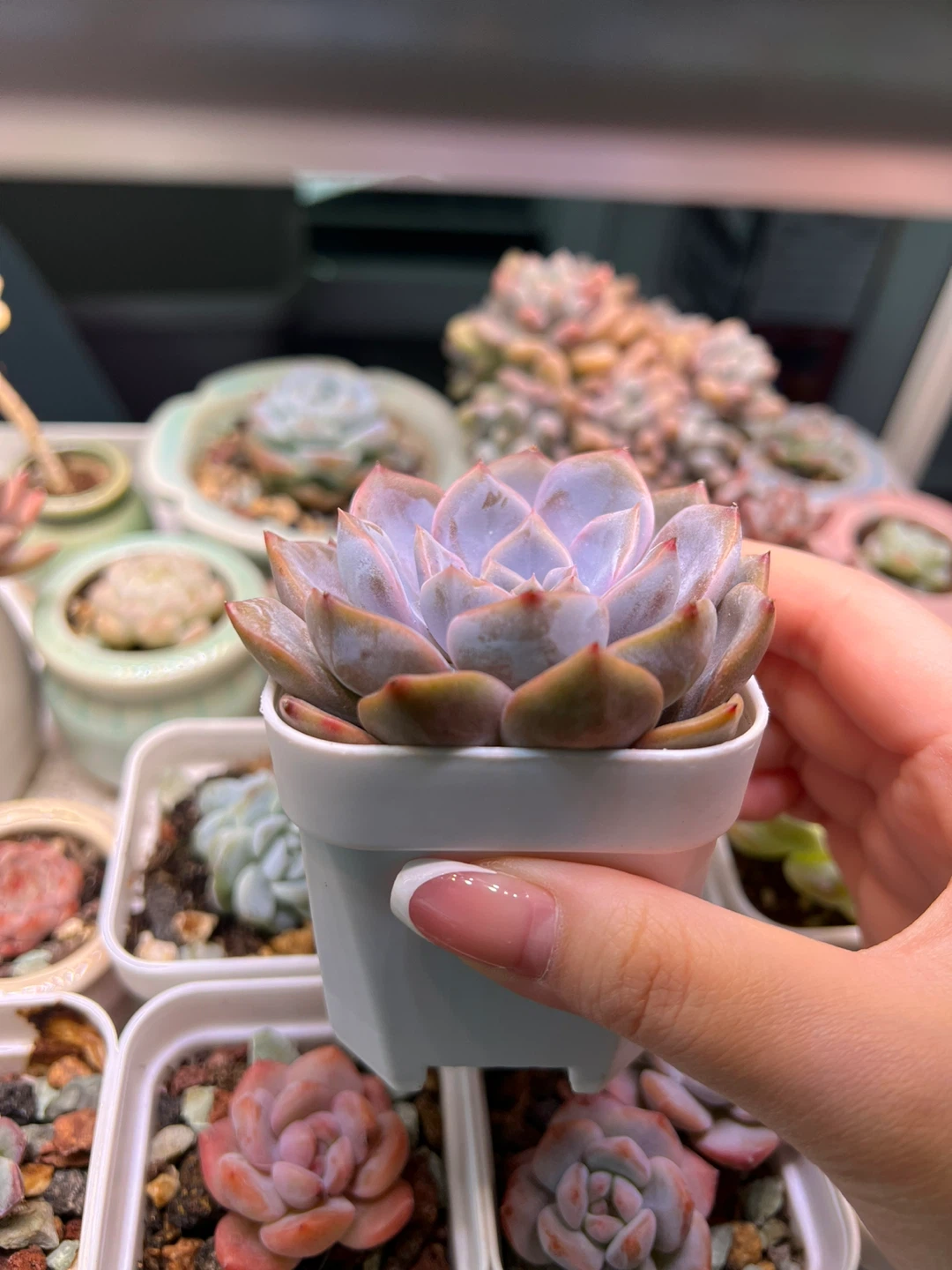 Echeveria succulent plant - photo 2
