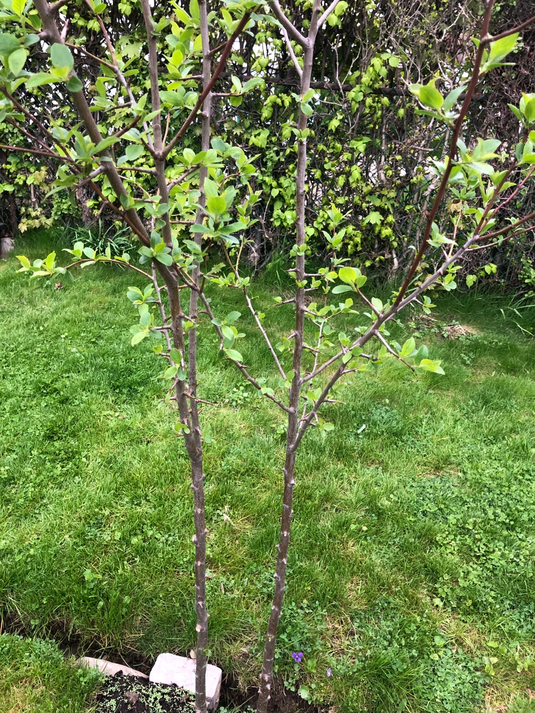 ITALIAN PLUM TREES  (see description) - photo 5