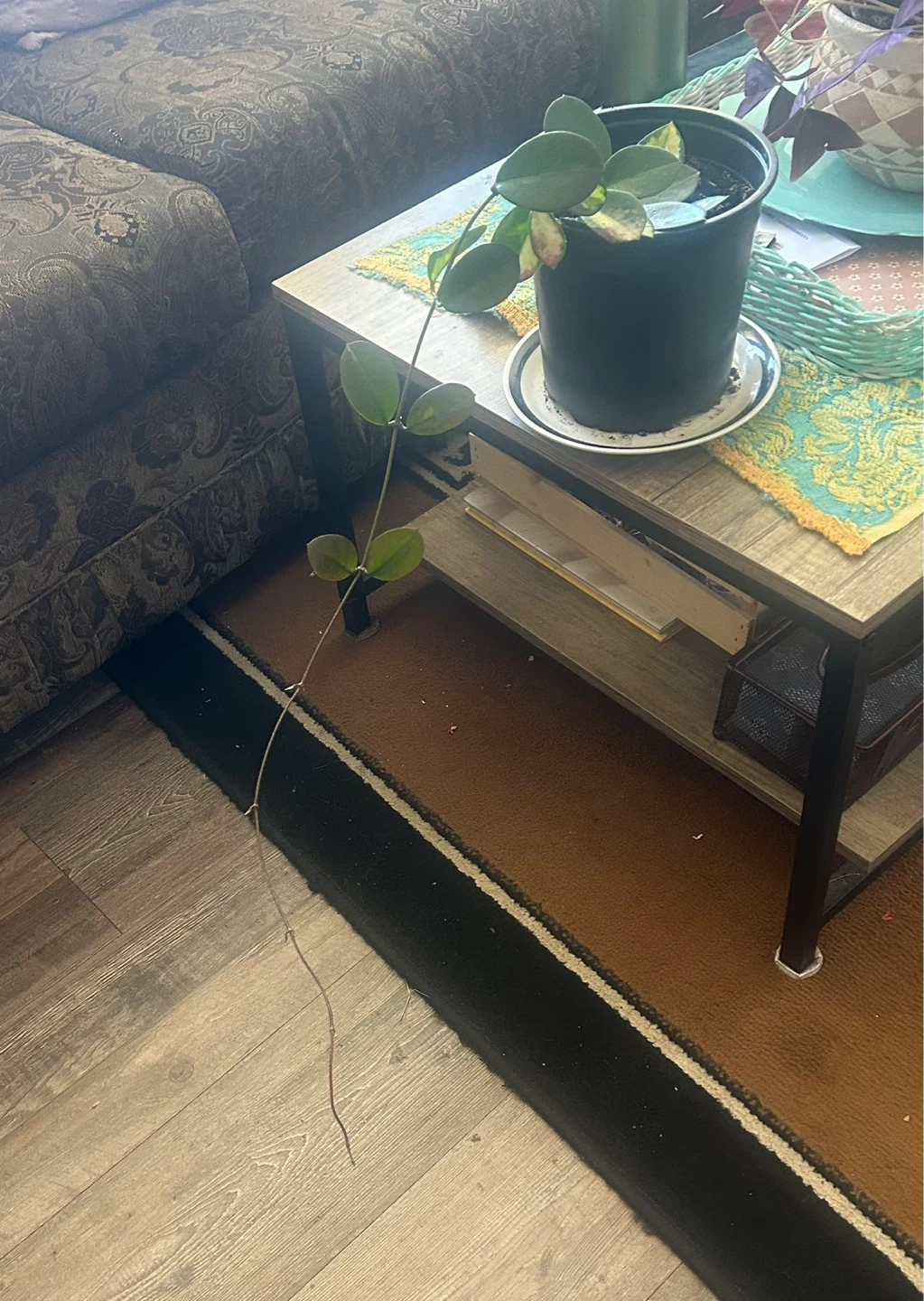 Hoya Plant