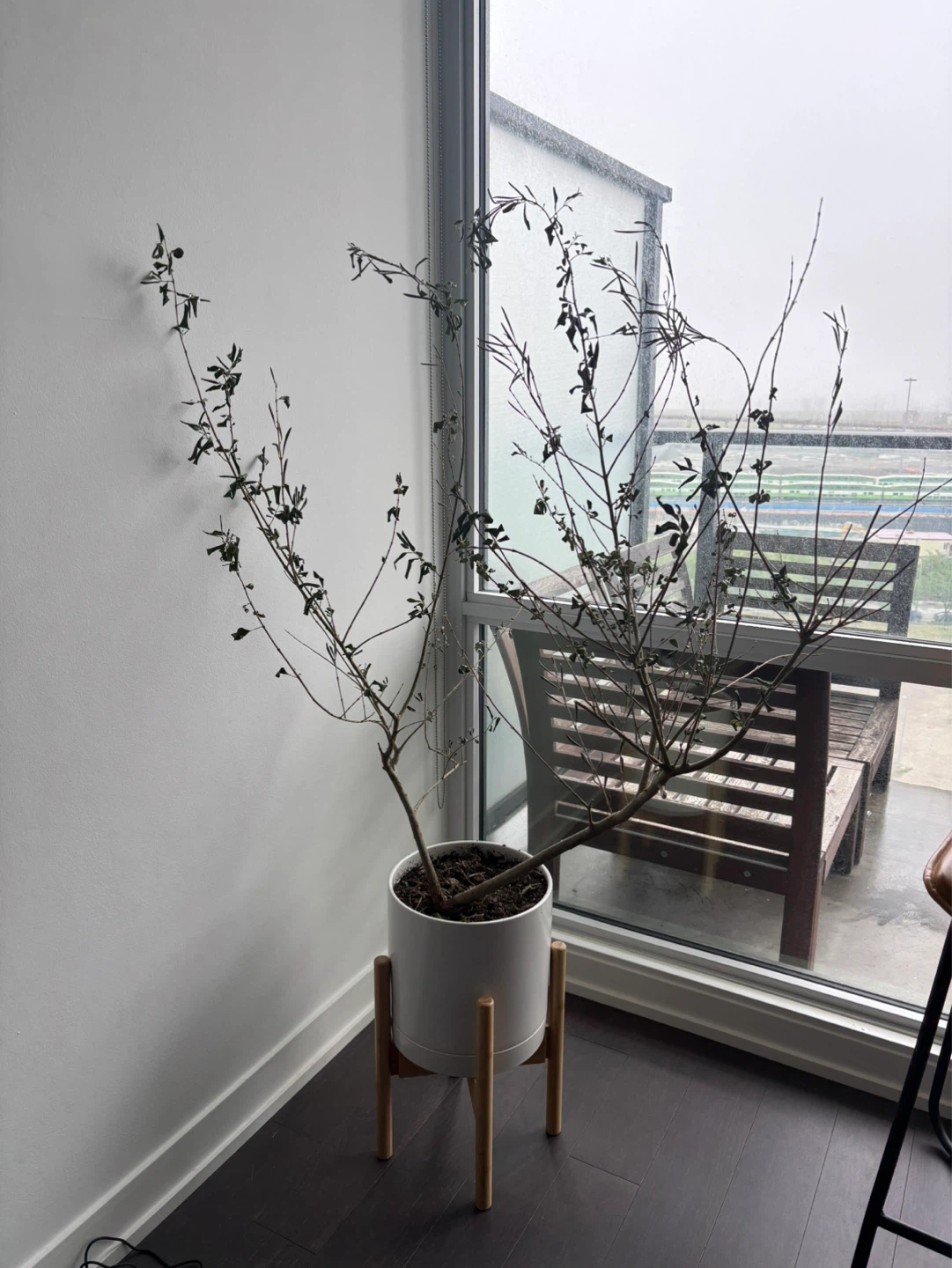 Potted Large Olive Tree with White Planter and Wood Stand - photo 2