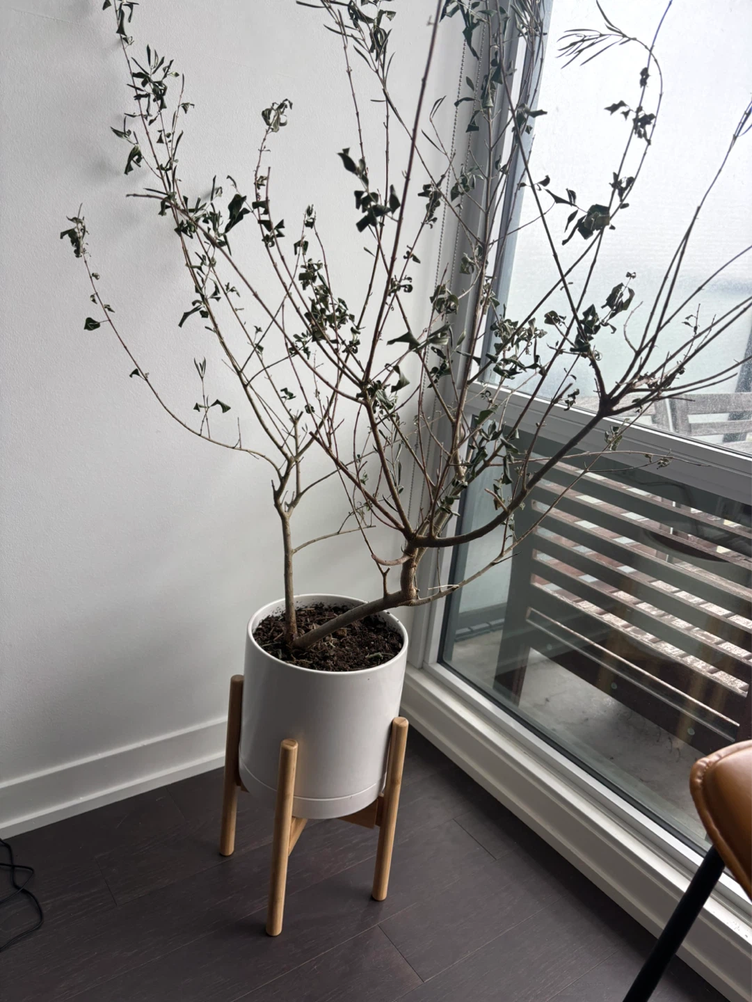 Potted Large Olive Tree with White Planter and Wood Stand