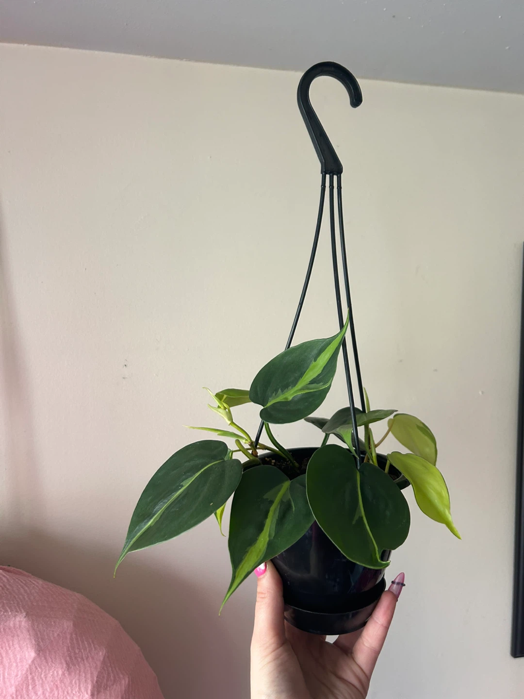 Variegated Philodendron in Hanging Planter