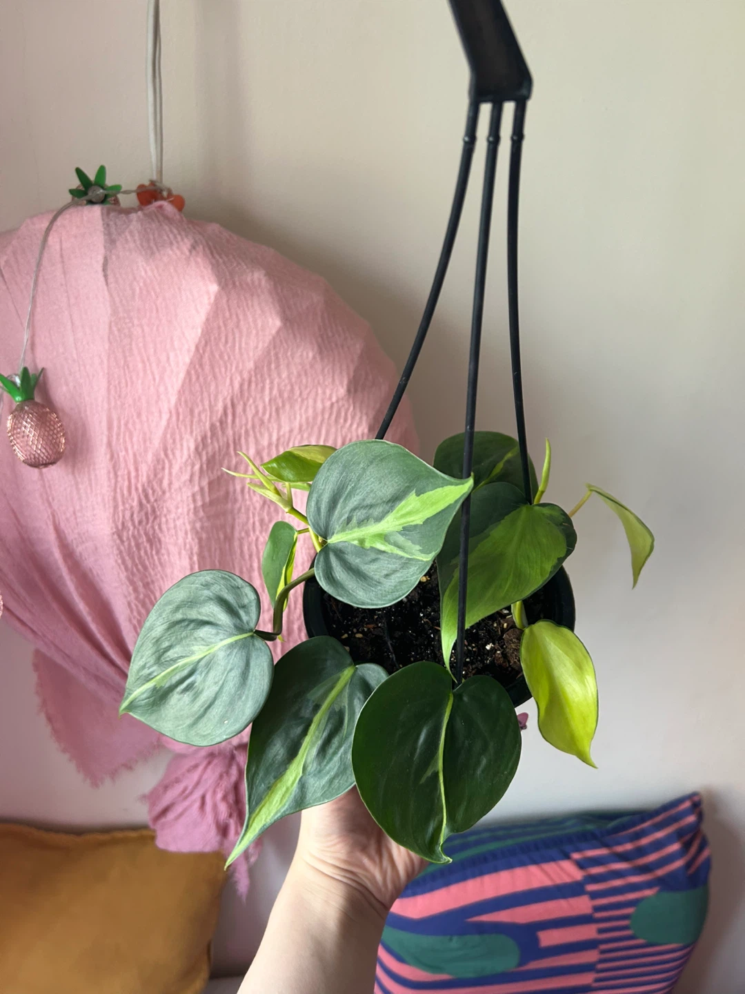 Variegated Philodendron in Hanging Planter - photo 2