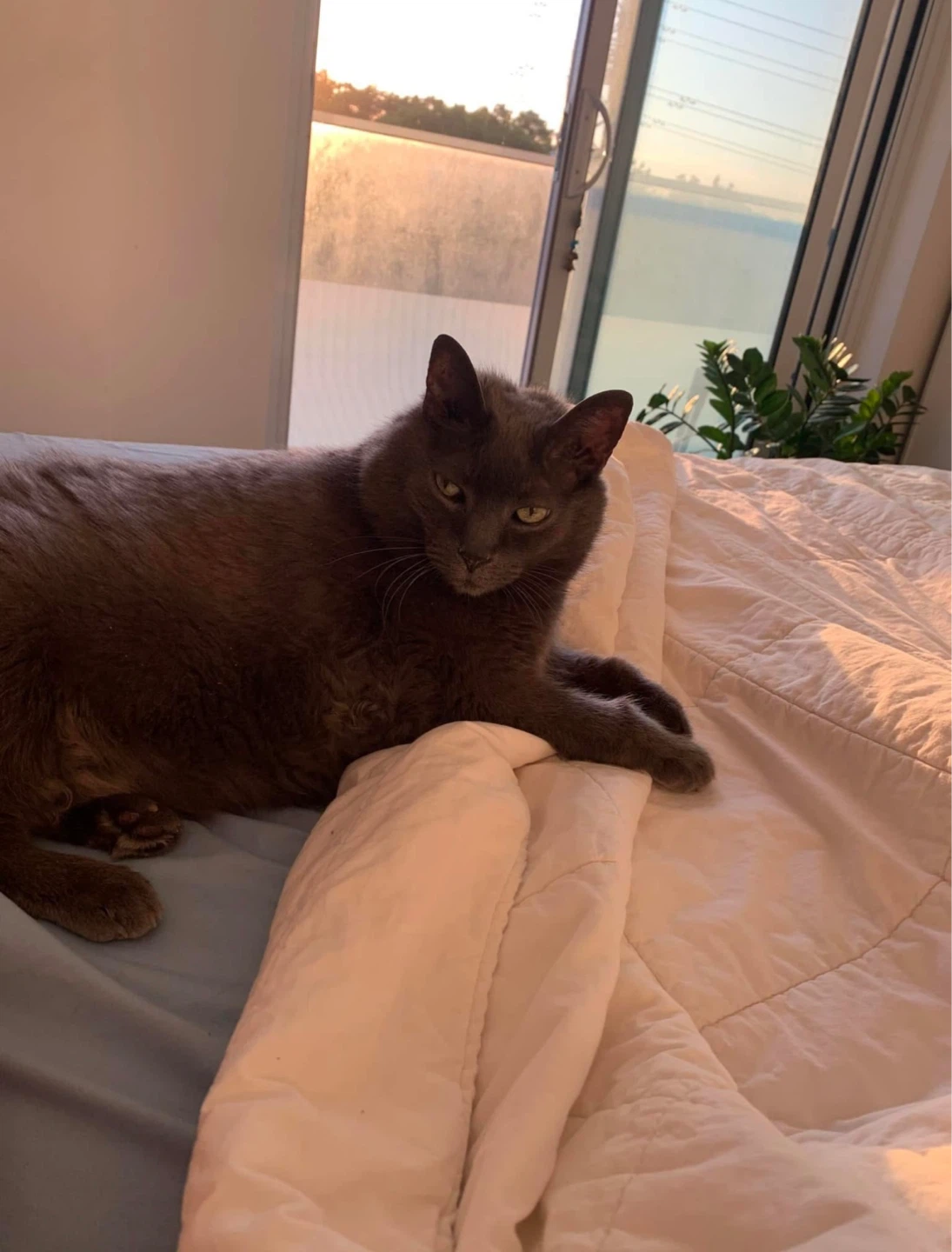 Toronto Cat Care Services - photo 4