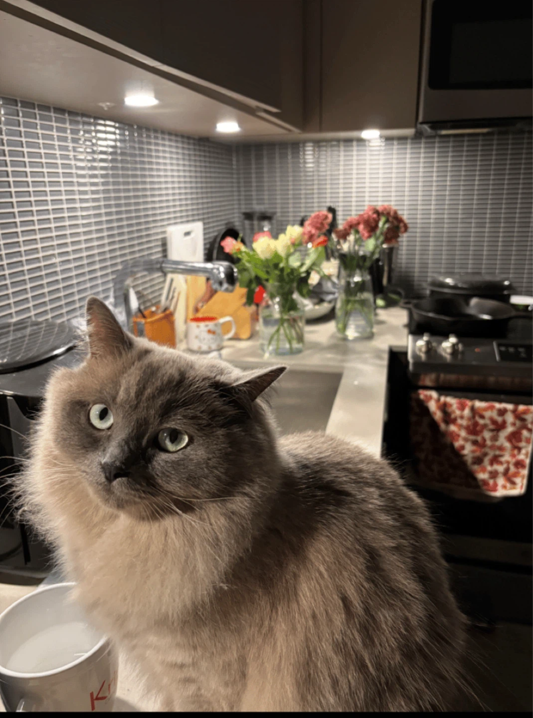 Toronto Cat Care Services - photo 2