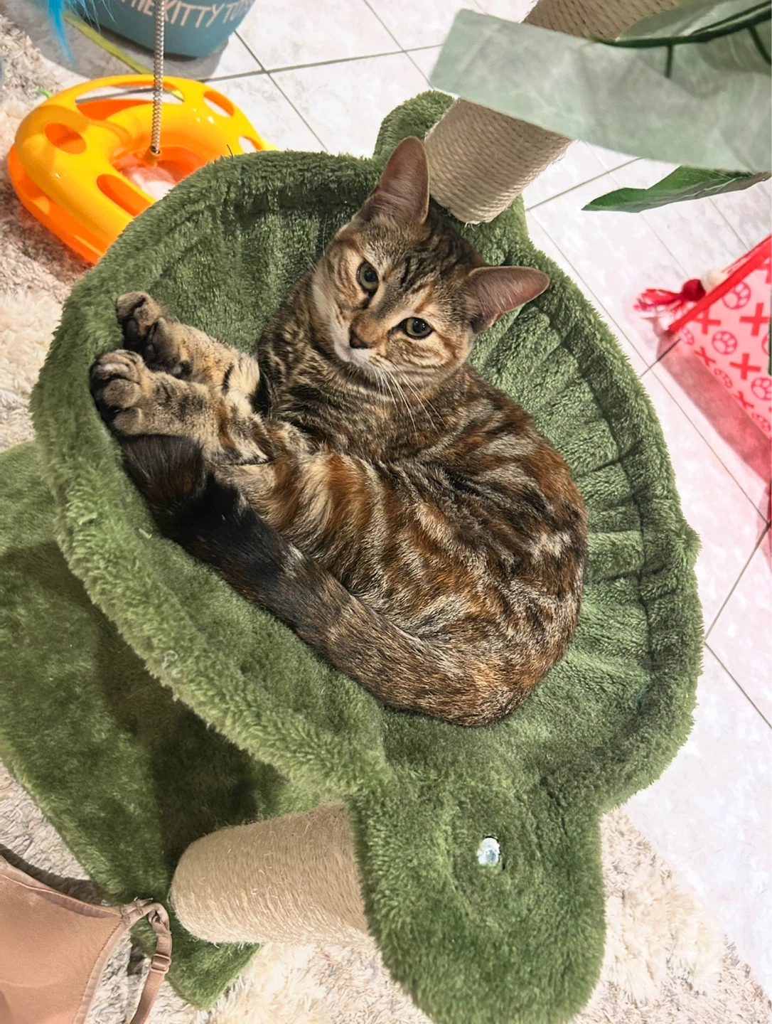 Toronto Cat Care Services - photo 3