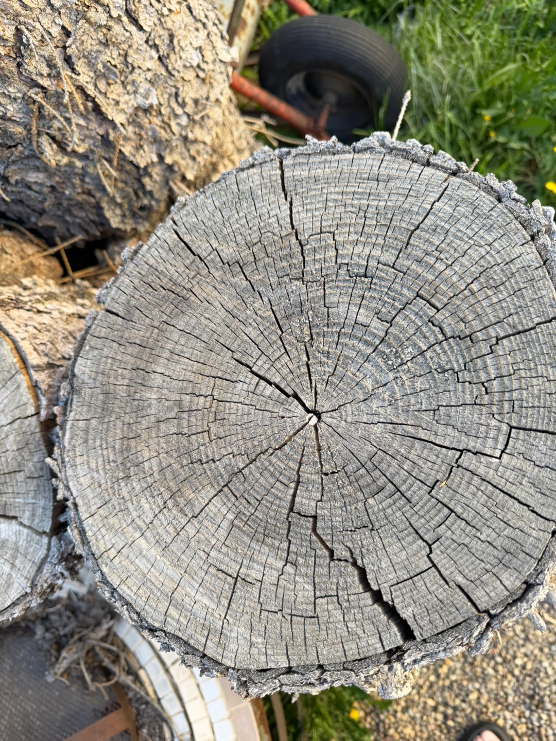 Firewood logs and branches