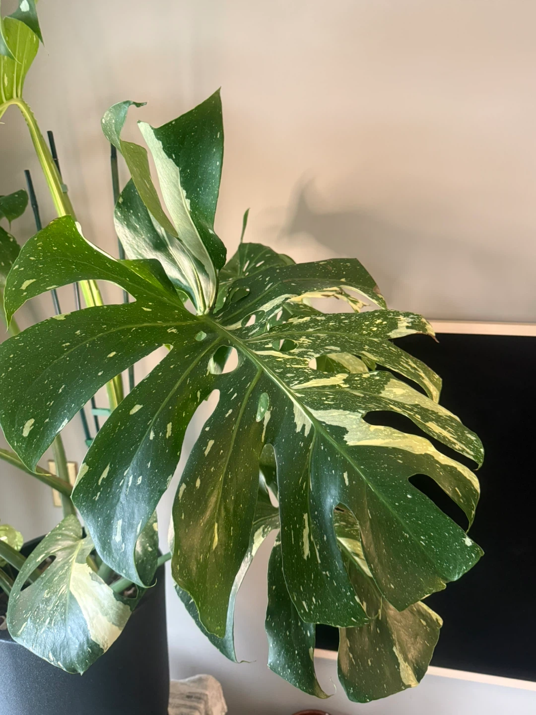 huge size Monstera Thai Constellation whole plant - photo 5