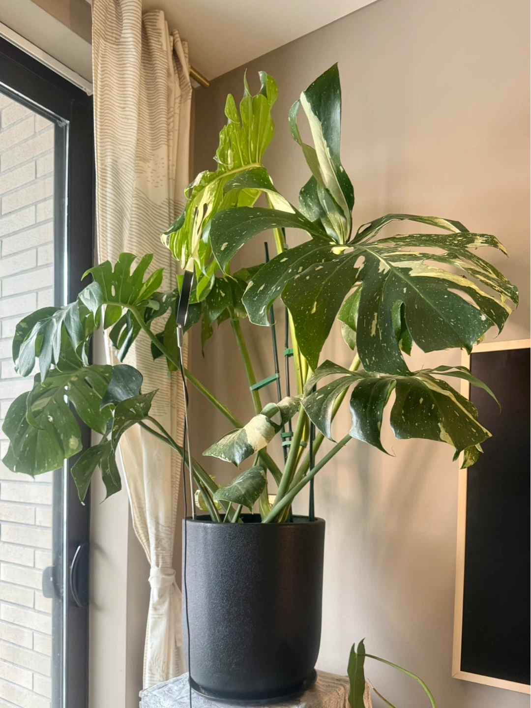 huge size Monstera Thai Constellation whole plant - photo 4