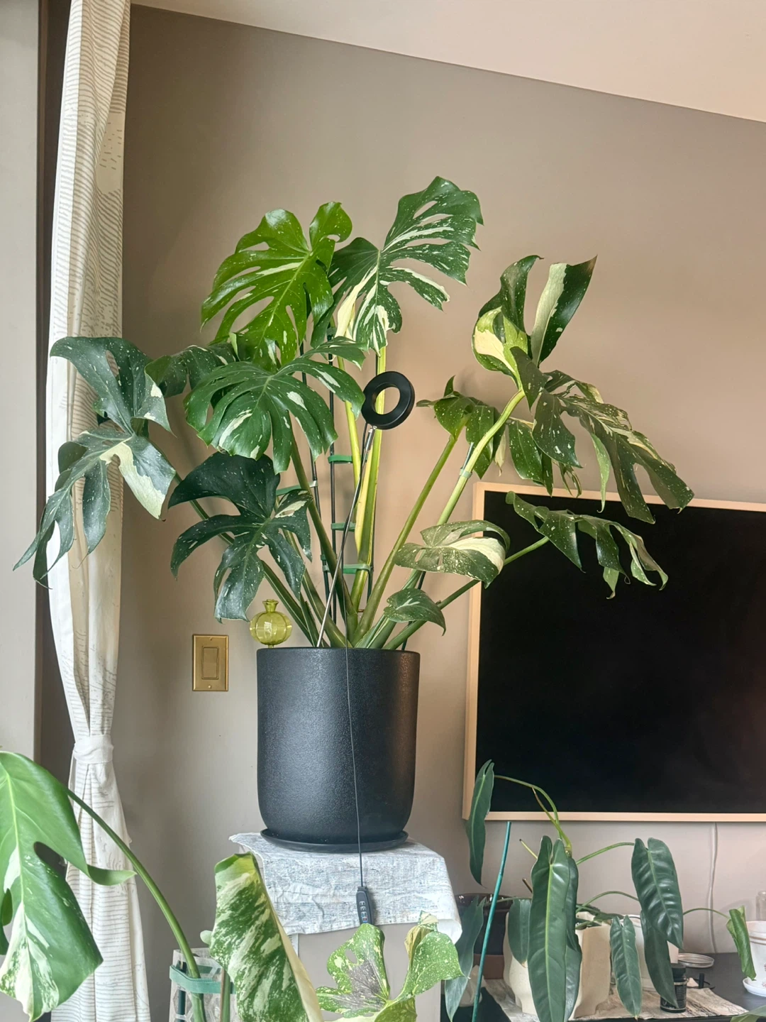huge size Monstera Thai Constellation whole plant - photo 2