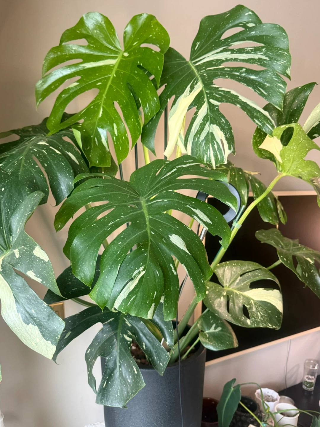 huge size Monstera Thai Constellation whole plant - photo 3