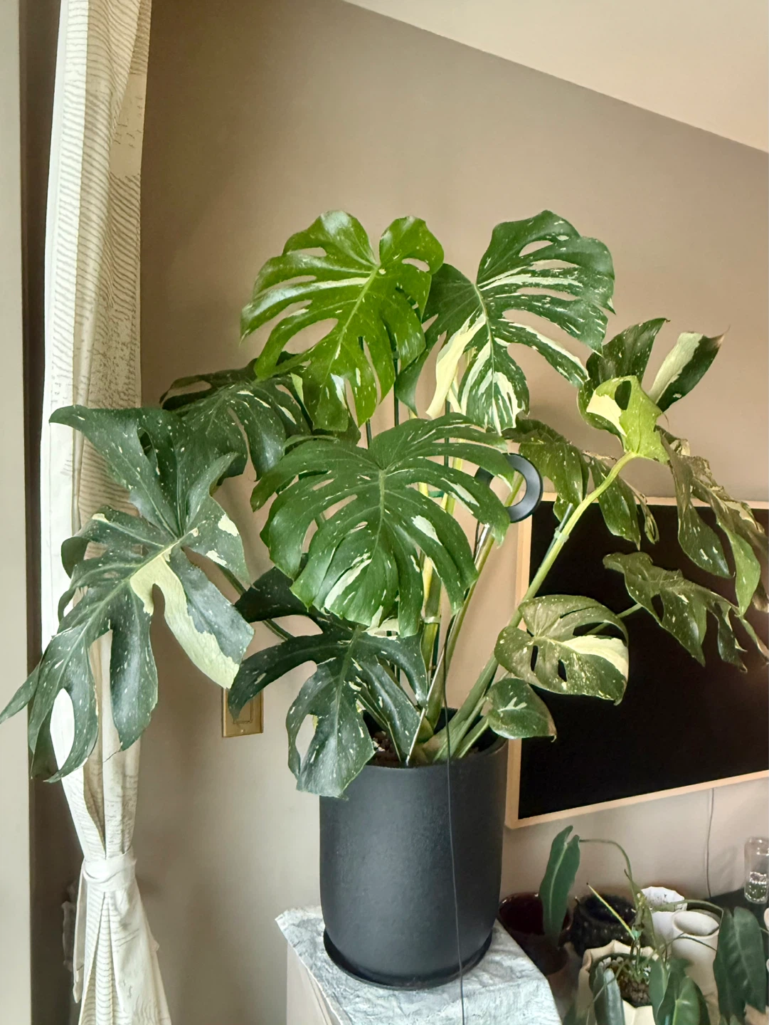 huge size Monstera Thai Constellation whole plant
