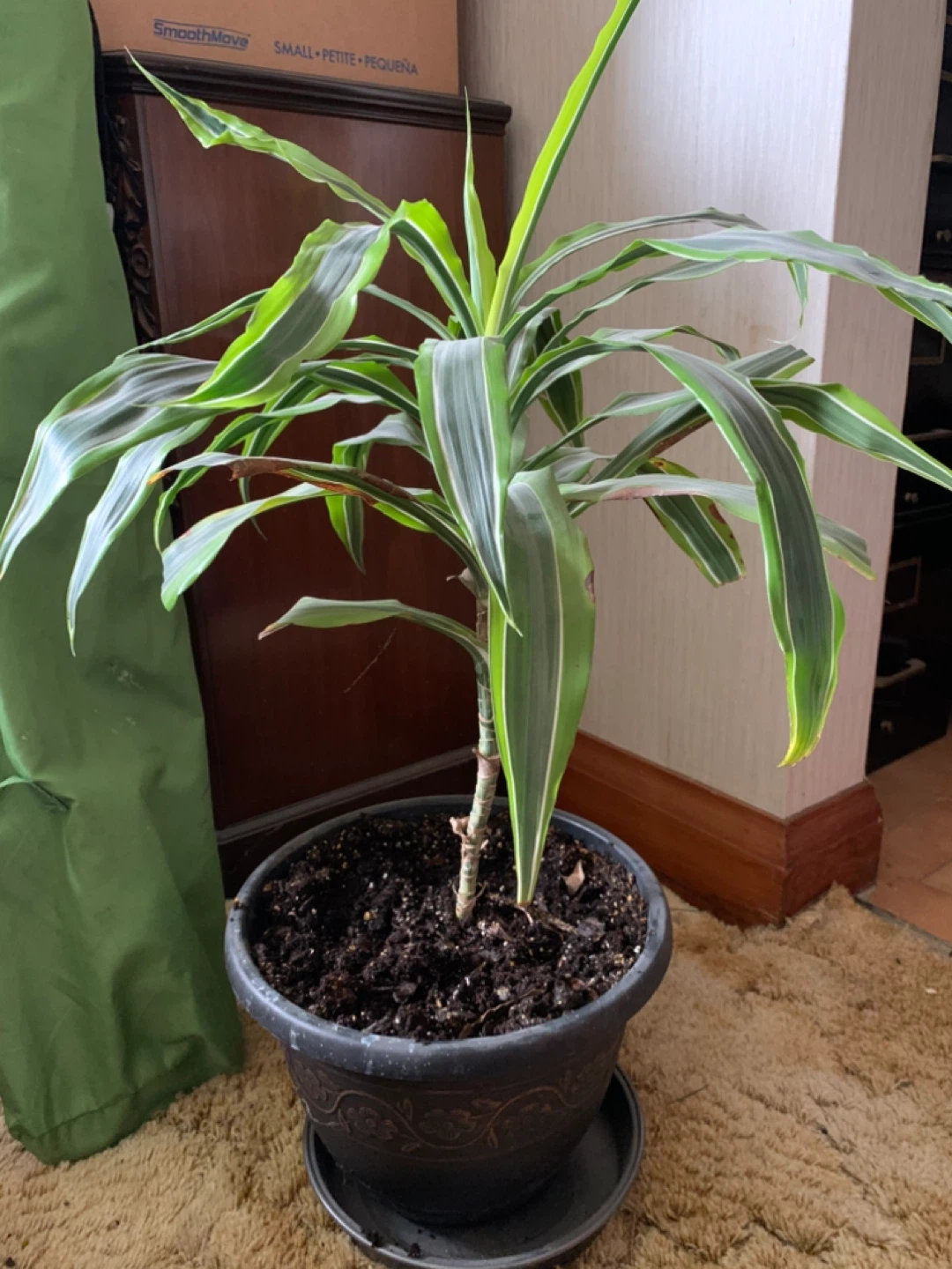 Dracaena Fragrans Corn Plant