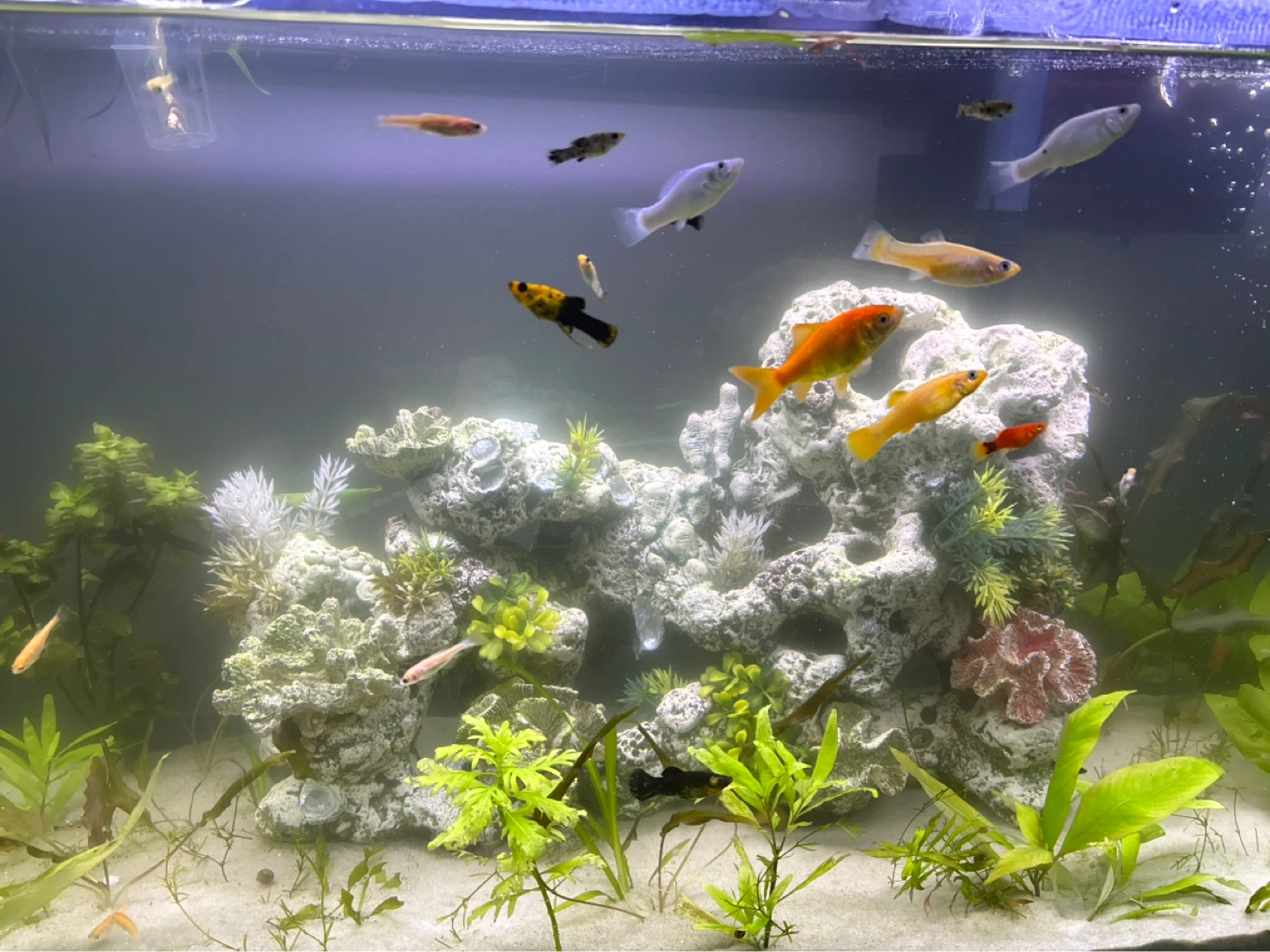 Fish for sale