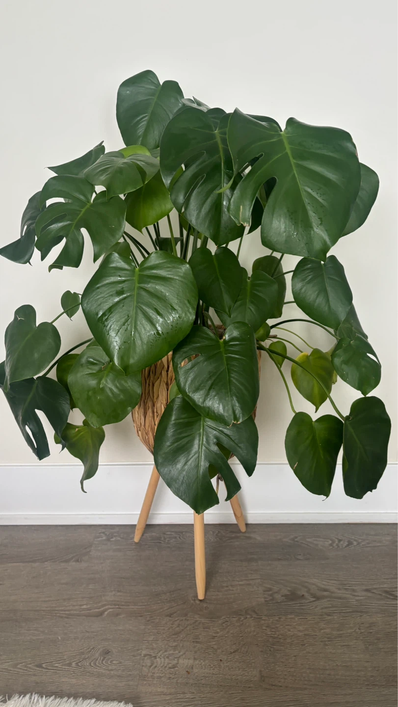 Large Mature Monstera Deliciosa Plant in Woven Pot Stand - photo 2