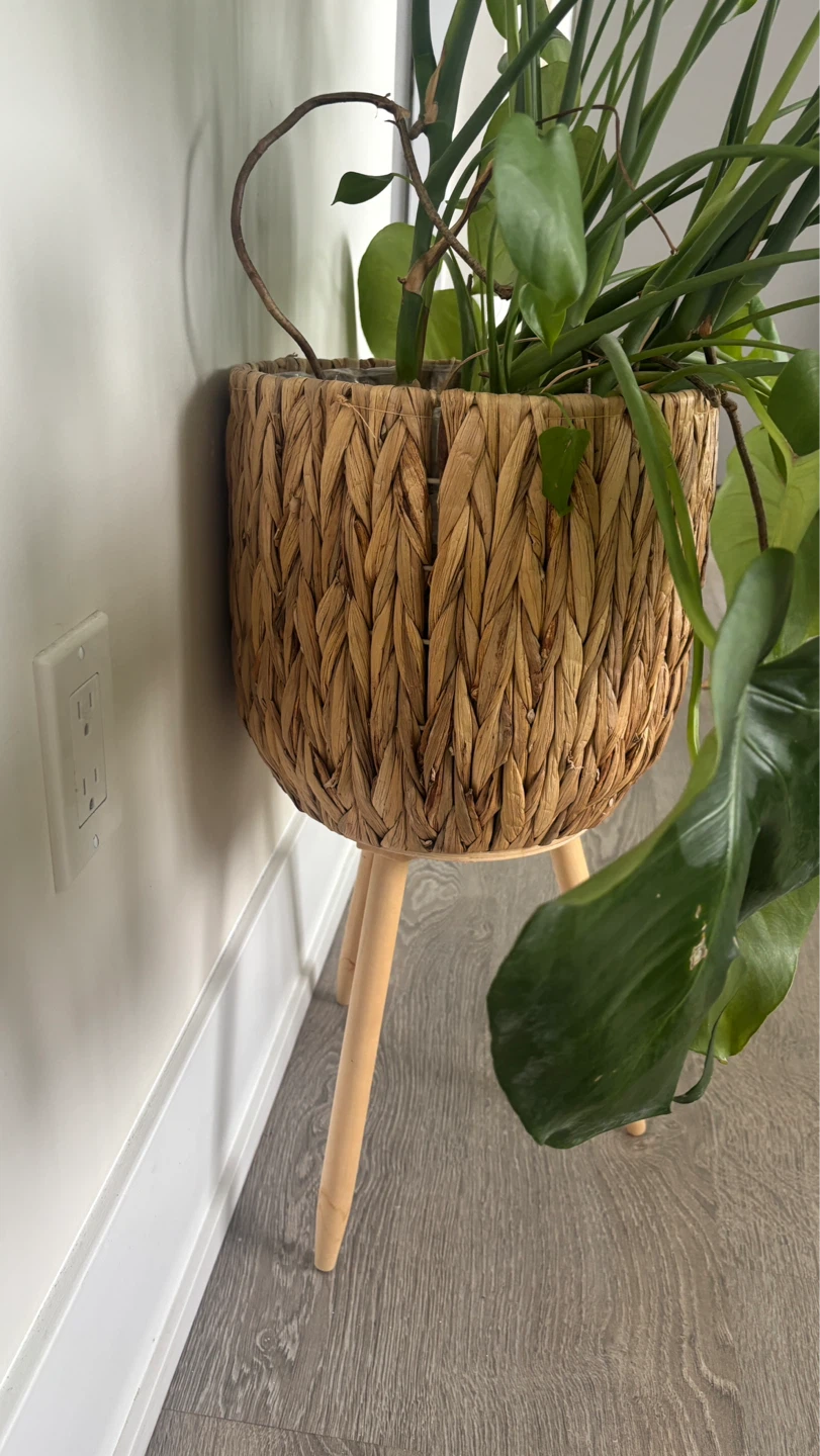 Large Mature Monstera Deliciosa Plant in Woven Pot Stand - photo 4