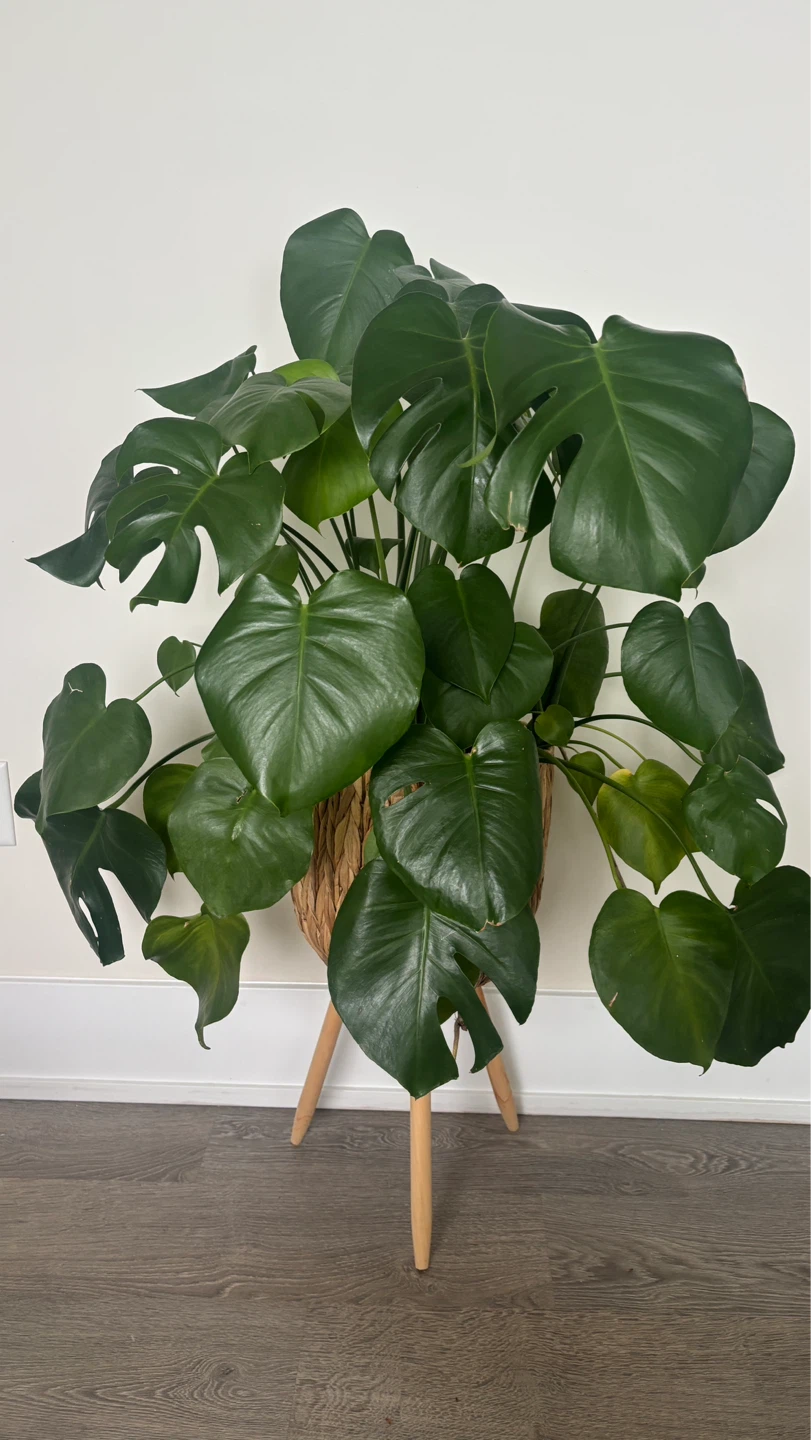 Large Mature Monstera Deliciosa Plant in Woven Pot Stand - photo 5