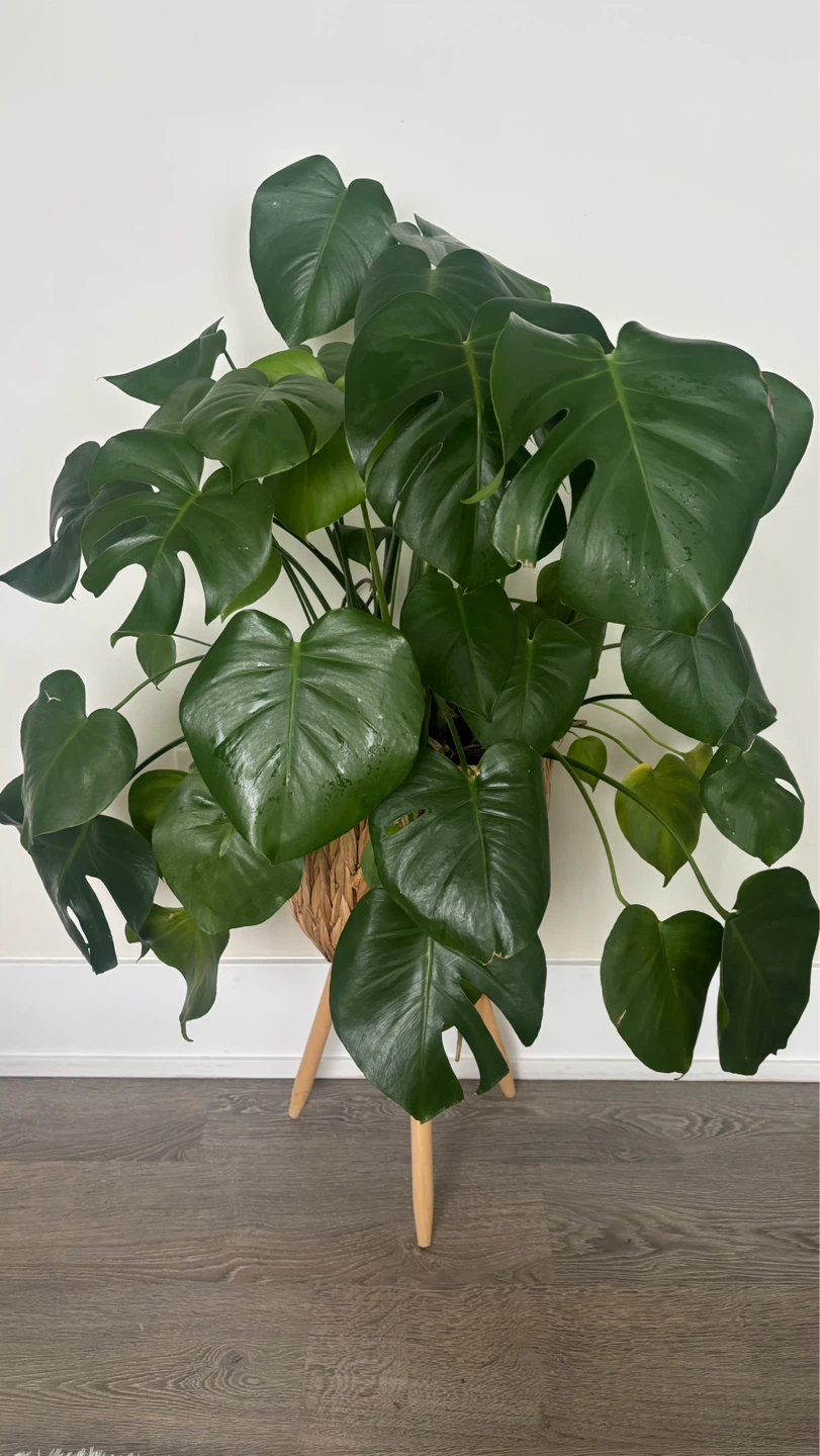Large Mature Monstera Deliciosa Plant in Woven Pot Stand