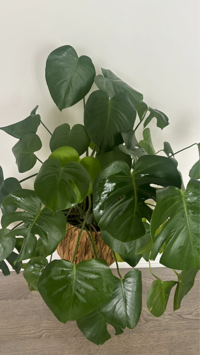 Large Mature Monstera Deliciosa Plant in Woven Pot Stand - photo 3