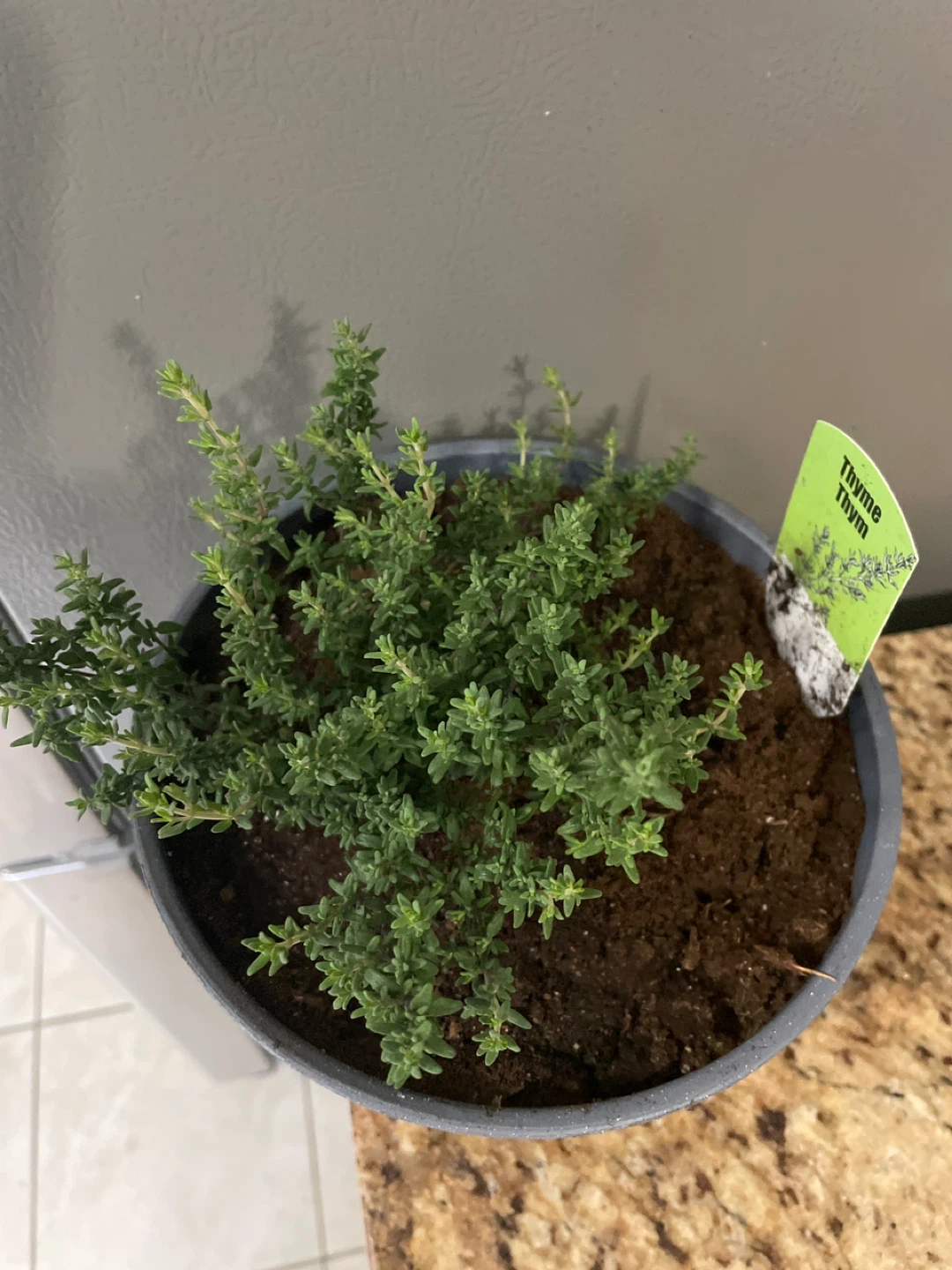 Thyme Plant in Grey Pot - photo 2