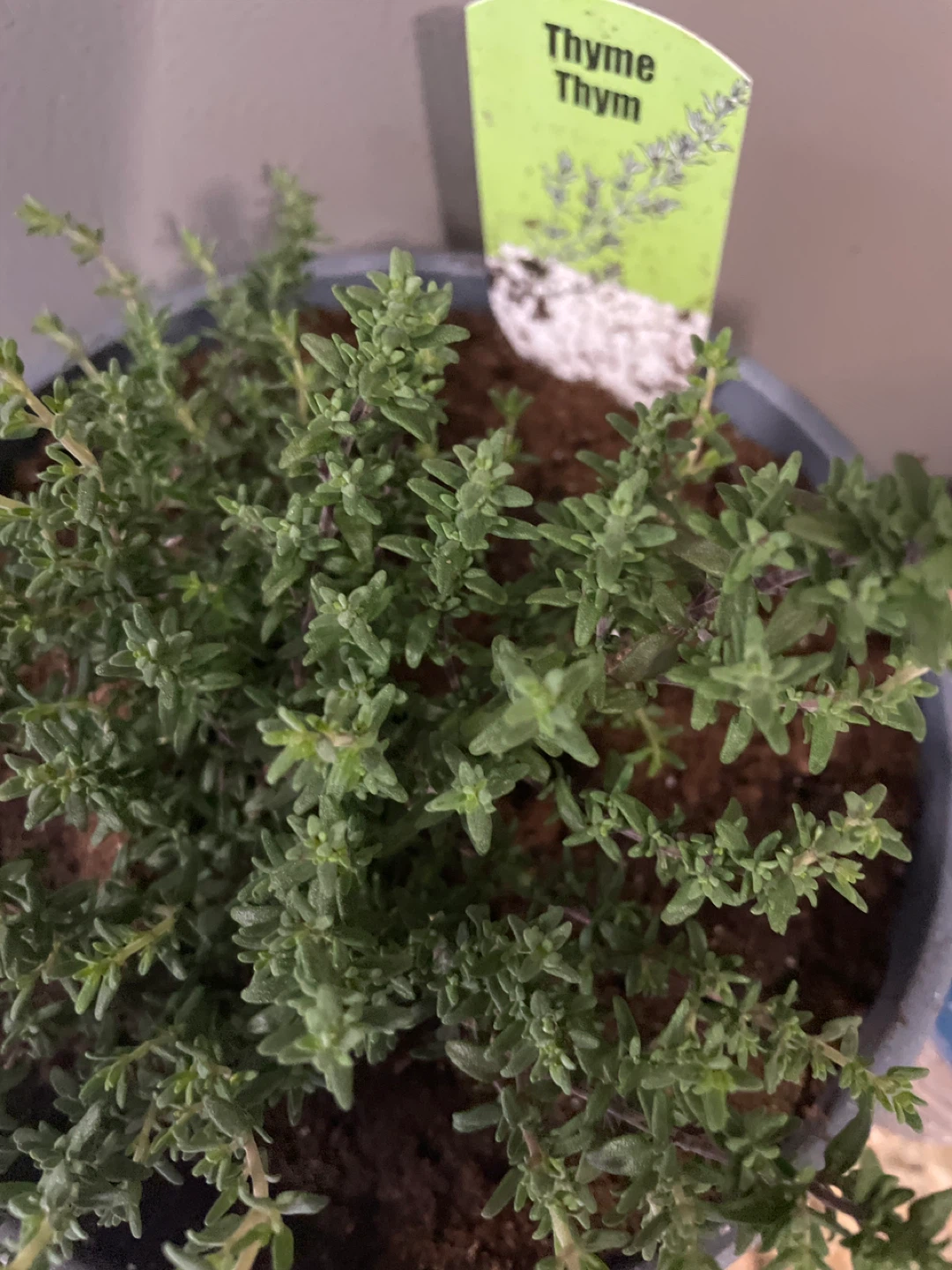 Thyme Plant in Grey Pot - photo 4