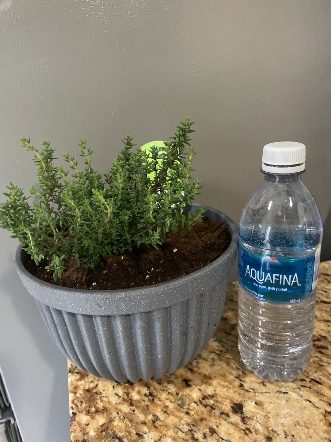 Thyme Plant in Grey Pot - photo 3