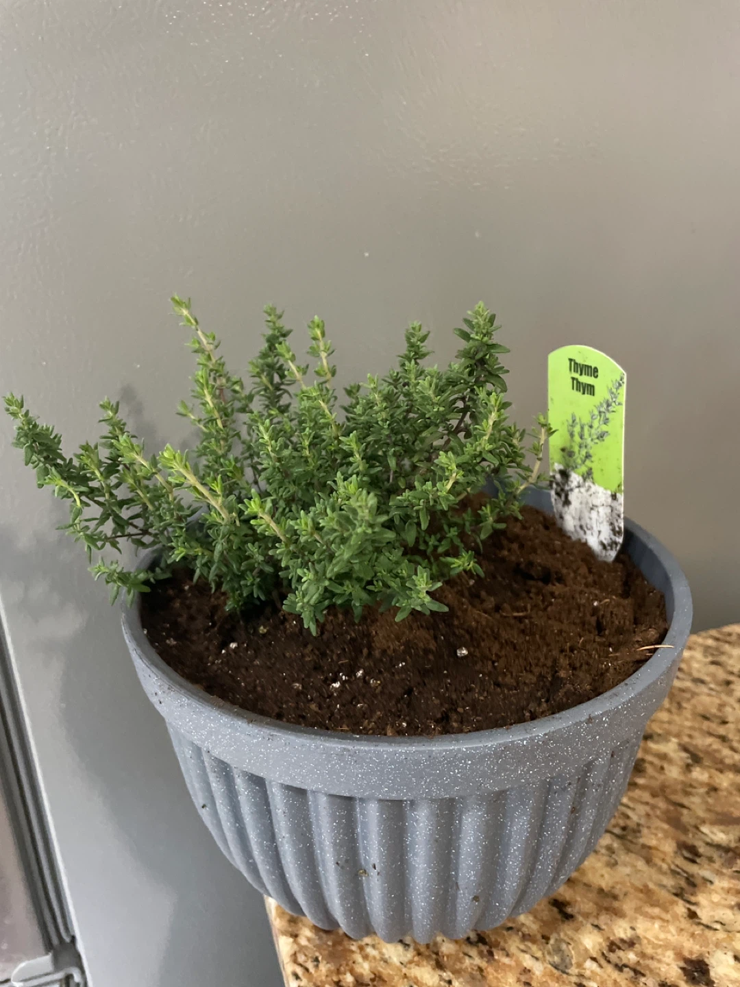 Thyme Plant in Grey Pot