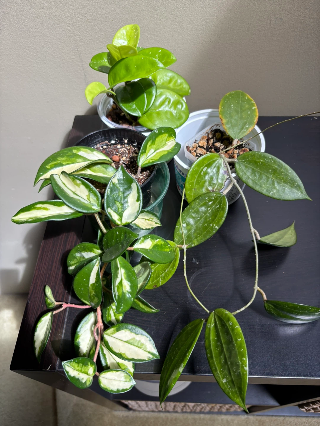Hoya Bundle (3 plants)